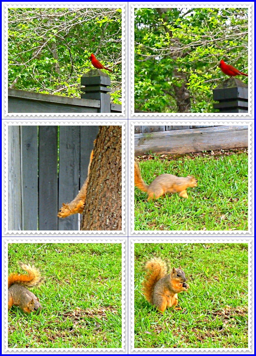 Watching the Squirrel - Gus Kilthau Watching the Squirrel - Gus Kilthau