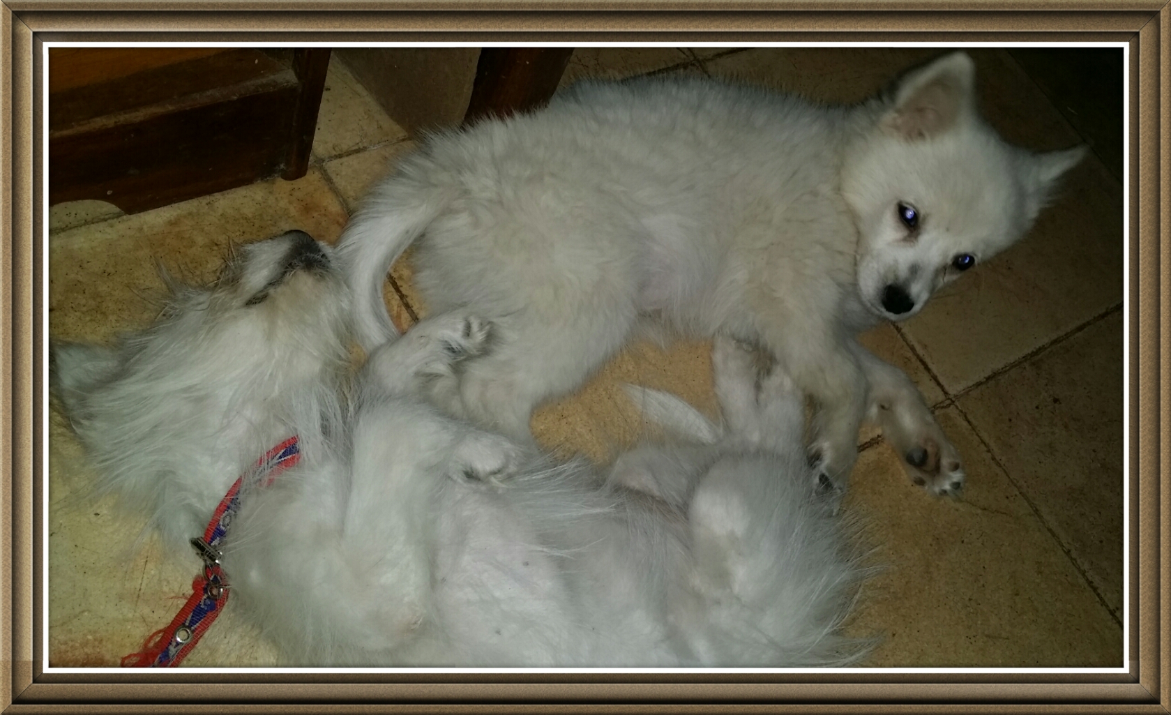 the 2 puppies the 2 puppies