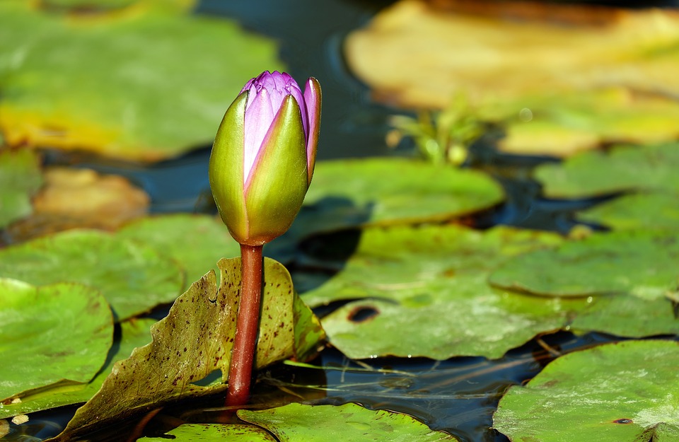 https://pixabay.com/en/water-lily-bud-aquatic-plant-2212046/ https://pixabay.com/en/water-lily-bud-aquatic-plant-2212046/