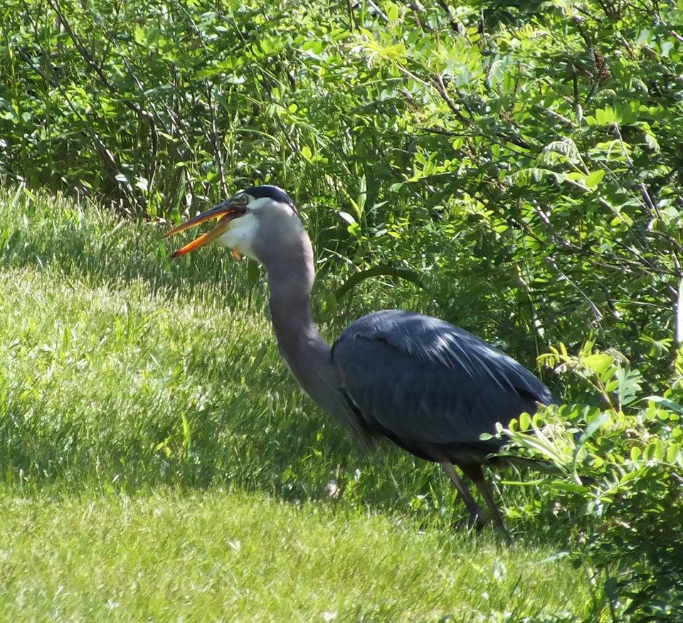 Great blue heron