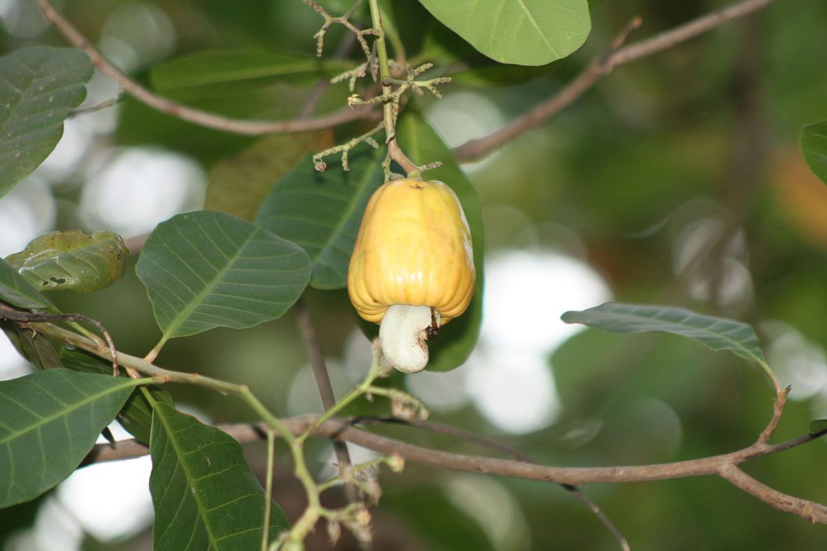 https://commons.wikimedia.org/wiki/File:Ripe_Cashew_apple_with_Nuts_Anacardium_occidentale_Goa_IMG_7907_(1).JPG