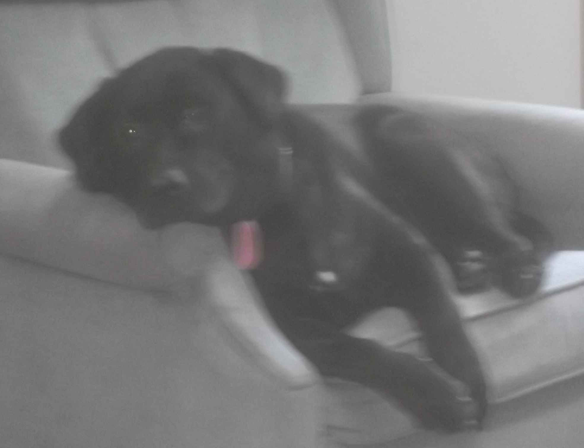 Photo taken by me of my dog, Angel