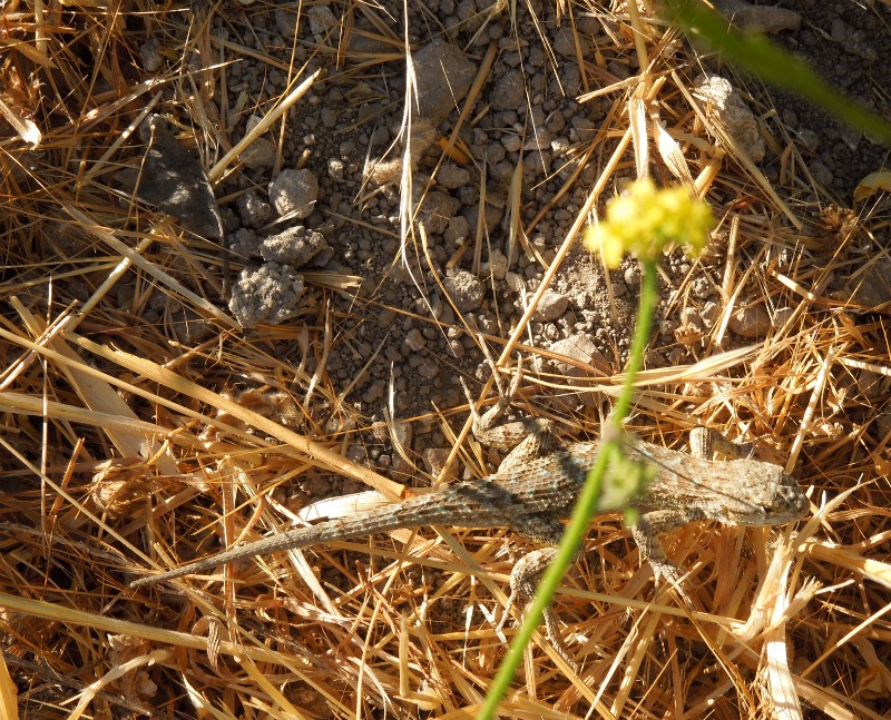 Alligator Lizard on Ground