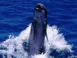 Dolphin - a picture of a dolphin playing