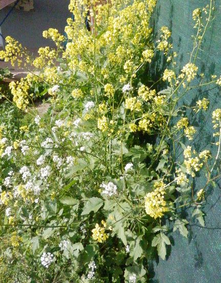 Wild flowers that are growing in a patch of the Garden outside