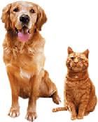 dog and cat - dog and cat