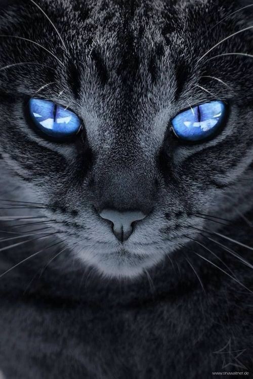 wallpaper wallpaper