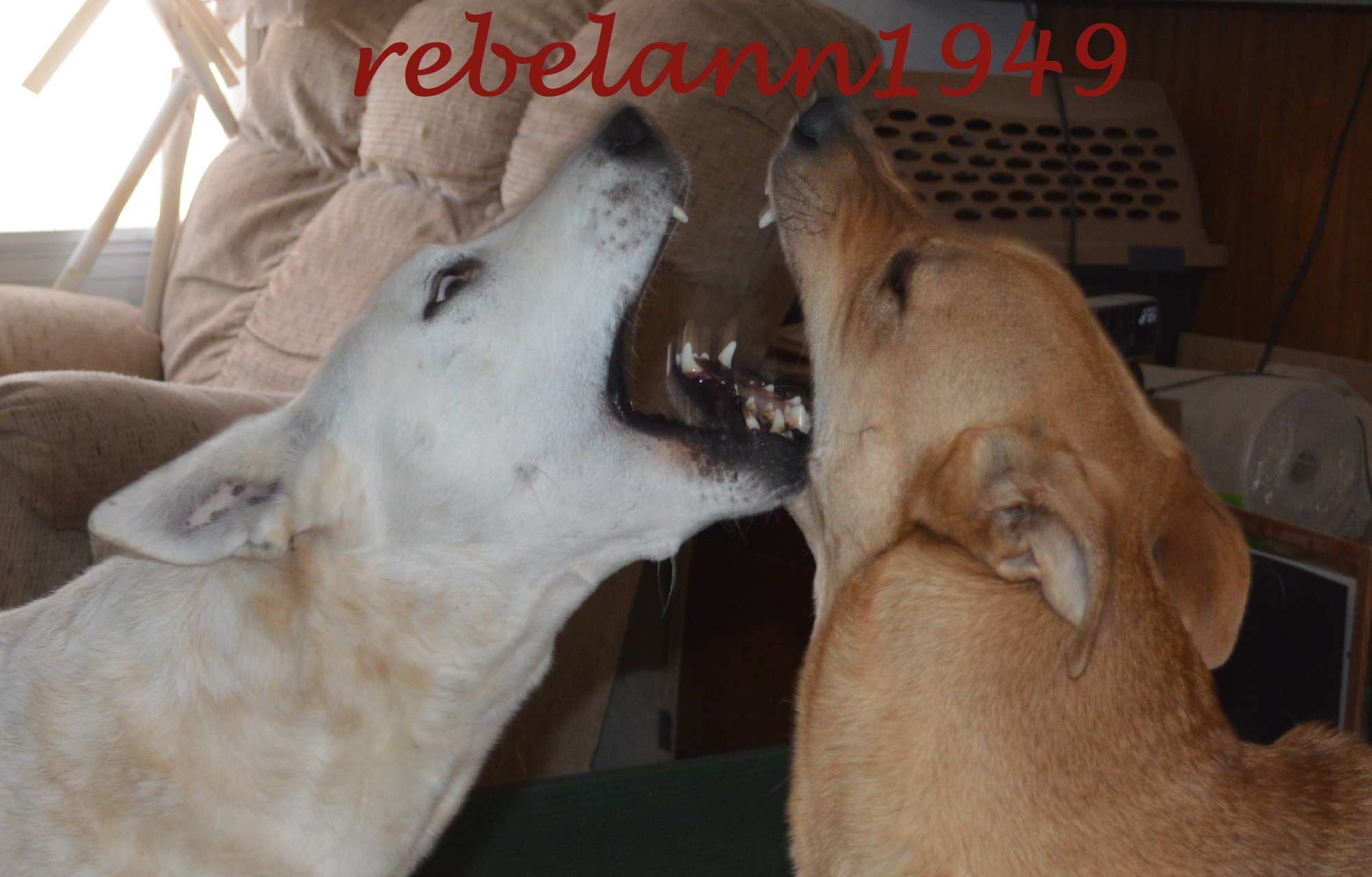 Mykey and Ally were playing, this shot was taken in 2013. Mykey and Ally were playing, this shot was taken in 2013.