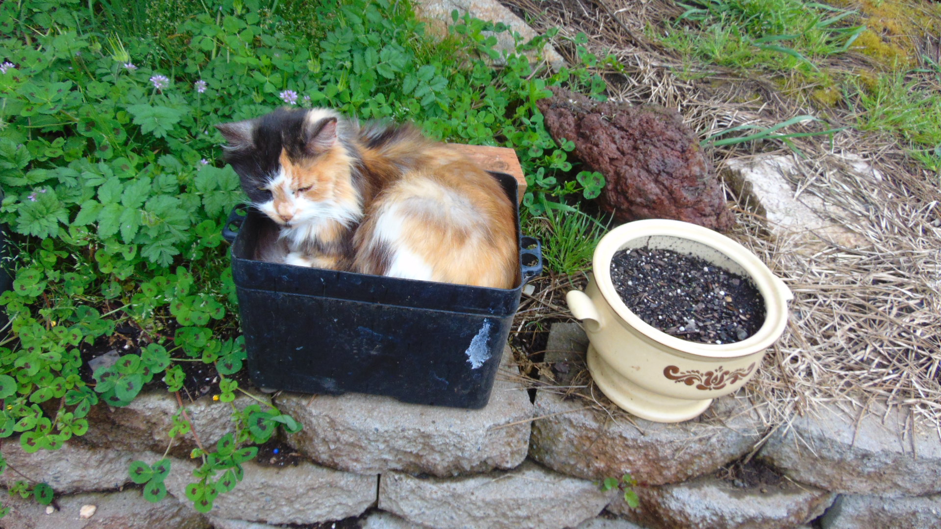 Something is growing in the flower pot.