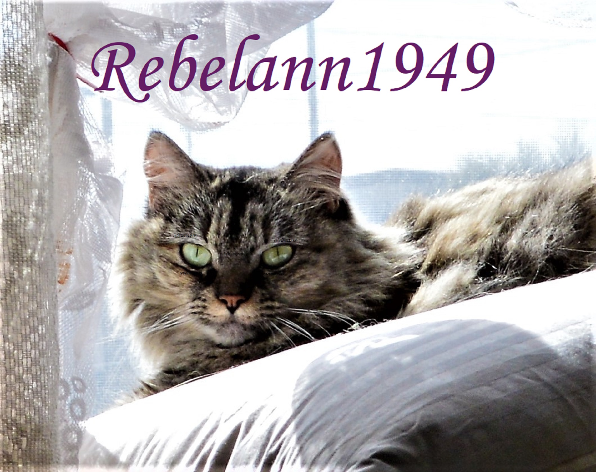 Boobear the Queen of this abode LOL Boobear the Queen of this abode LOL