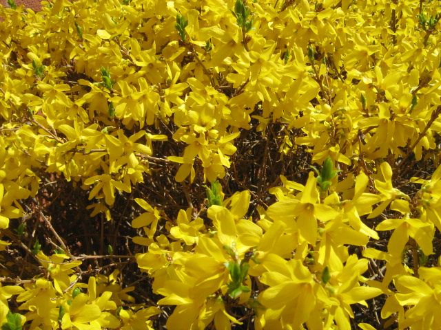 Spring, forsythia, Spring, forsythia,