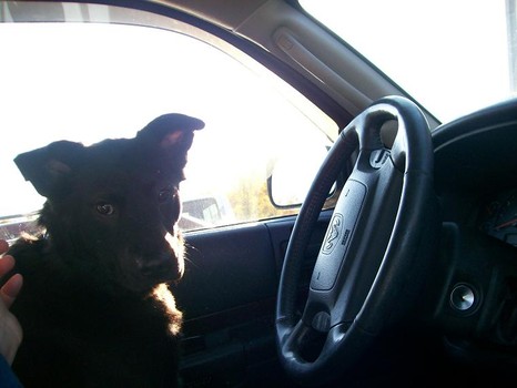 Photo of dog not driving by Pat Z Anthony