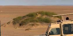 Desert Lion - Lion in namib desert.