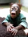 shocked? - the first word comes in mind after watching the picture is that monkey is shocked??
