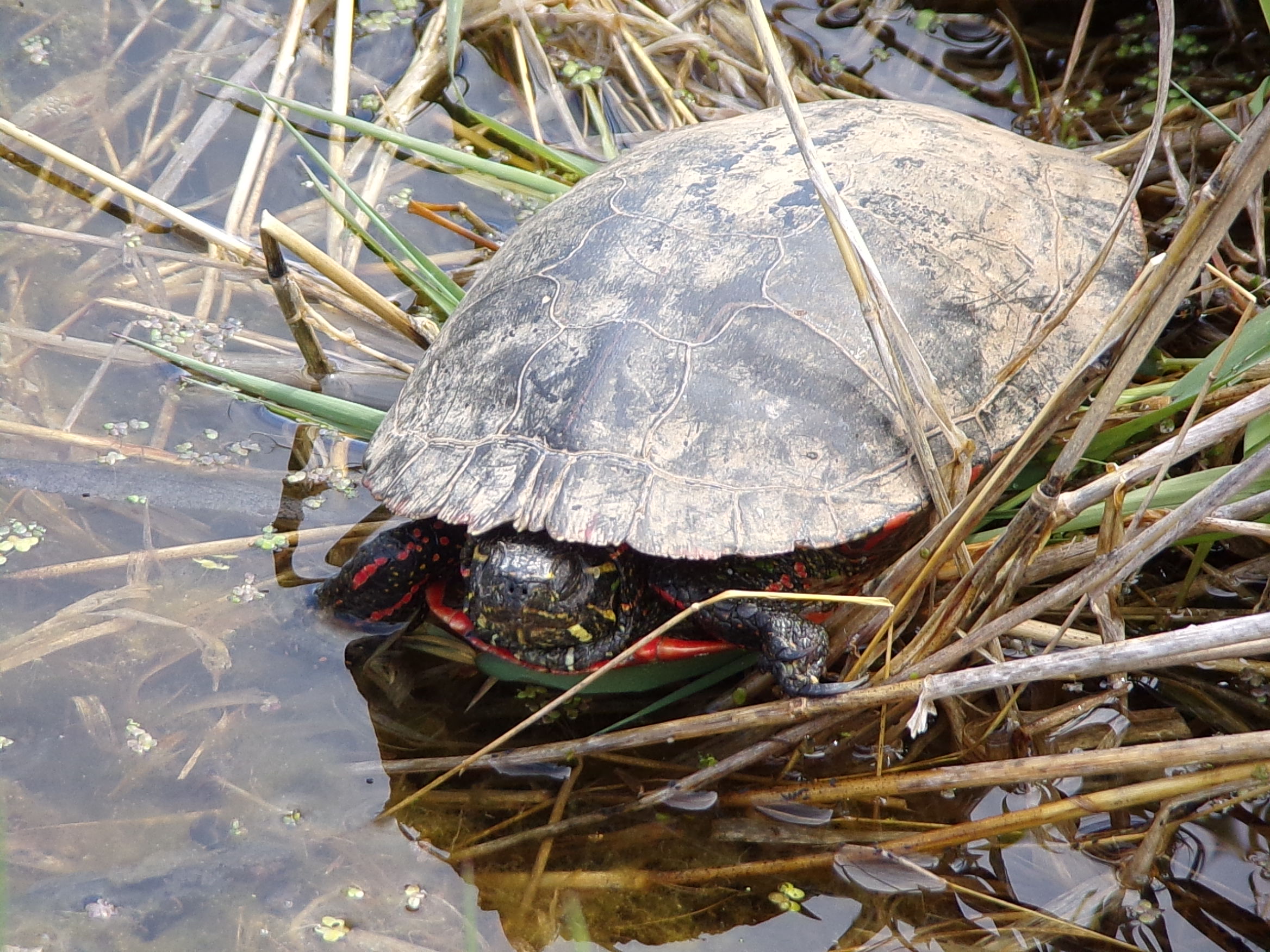 Sleeping Turtle / myLot