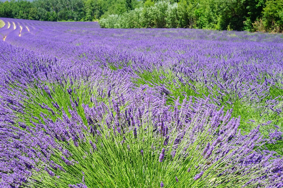 https://pixabay.com/en/lavender-field-flowers-purple-flora-1595598/ https://pixabay.com/en/lavender-field-flowers-purple-flora-1595598/