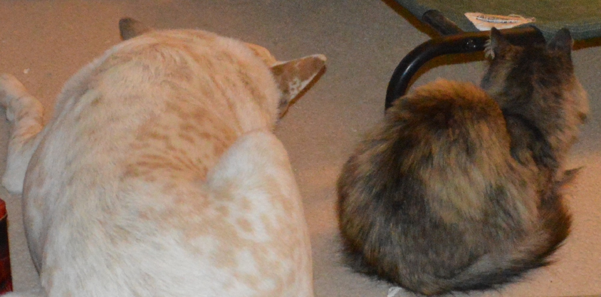 Mykey & Boobear watching the window. Mykey & Boobear watching the window.
