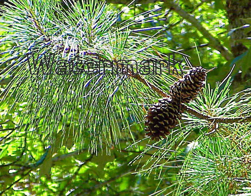 Watermarked "Twin Pine Cones on the Pine Tree" - Gus Kilthau Watermarked "Twin Pine Cones on the Pine Tree" - Gus Kilthau