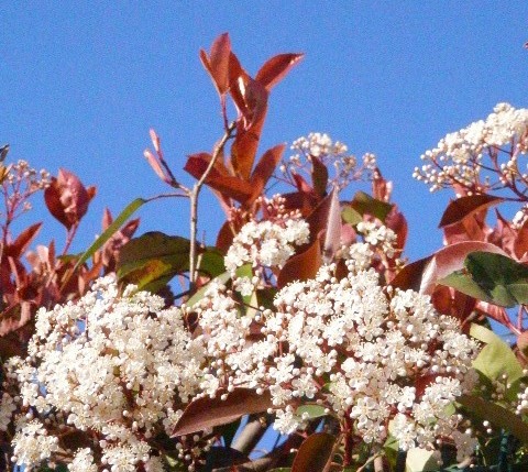 Beautiful blue sky nice flower bush not sure what it is though. Beautiful blue sky nice flower bush not sure what it is though.