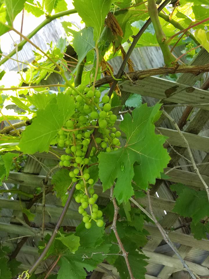 The Grapes are coming