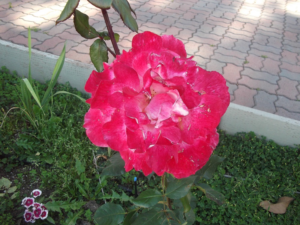 Photo taken by me 5-1-17 Photo taken by me 5-1-17