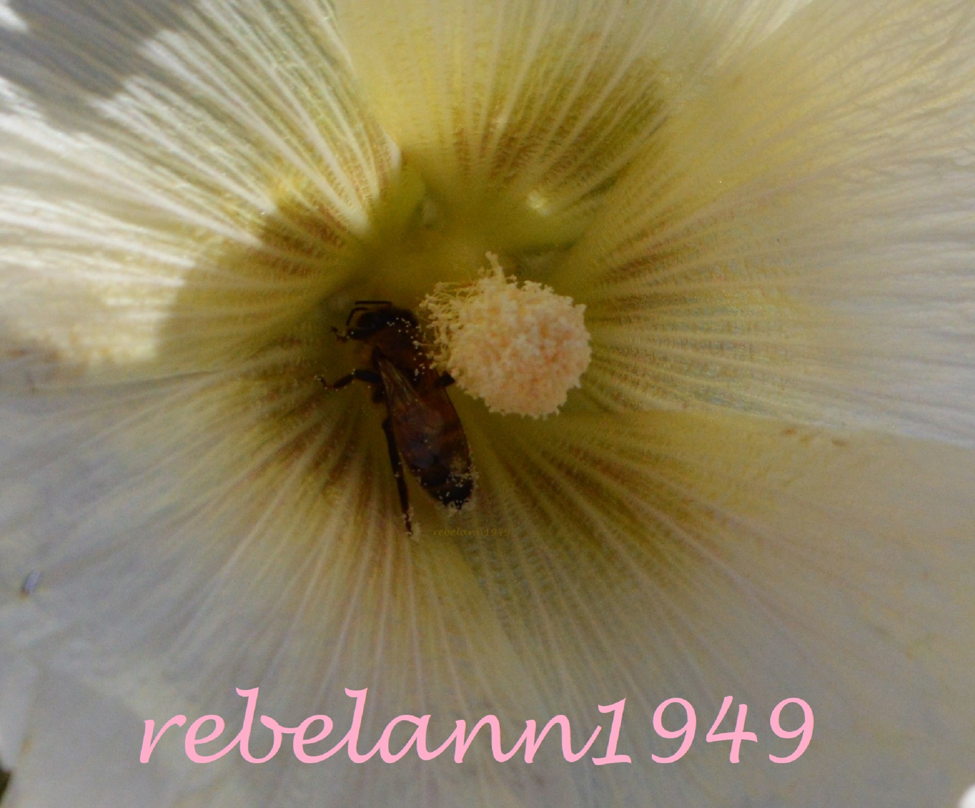 Bee in the hollyhock Bee in the hollyhock