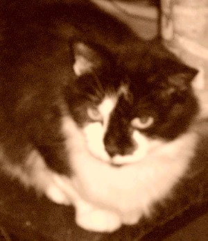 Two Face. - One of our Kitties, her name is Two Face.