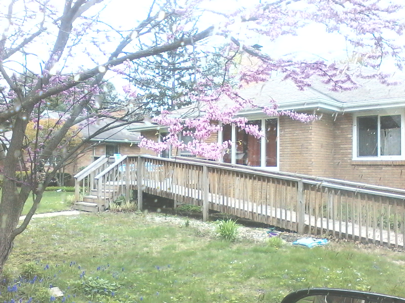 © 2017 Marsha Musselman All rights Reserved. My red bud tree both dead and alive
