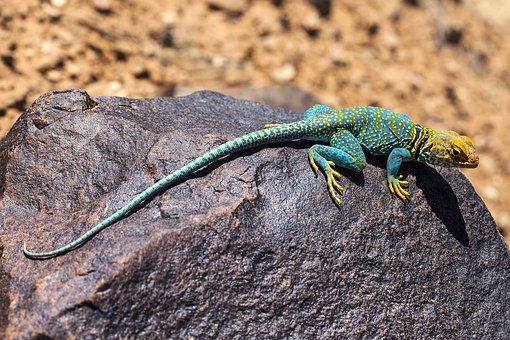https://pixabay.com/en/collared-lizard-reptile-portrait-2275804/ https://pixabay.com/en/collared-lizard-reptile-portrait-2275804/
