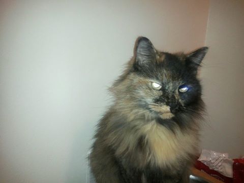 Cat Photo by Pat Z Anthony Cat Photo by Pat Z Anthony