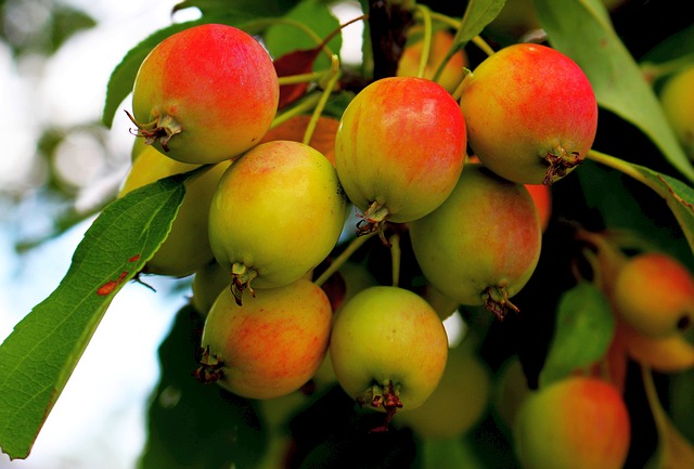 https://pixabay.com/en/fruit-apples-apple-tree-2148078/