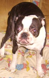 Beefcake - Beefcake with his tongue a-waggin'.