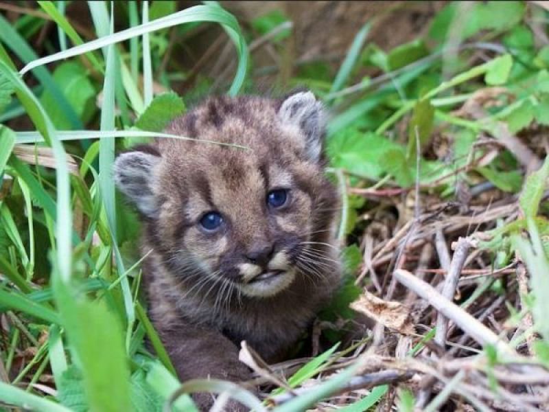 Photo of mountain lion cub taken from Twitter Photo of mountain lion cub taken from Twitter