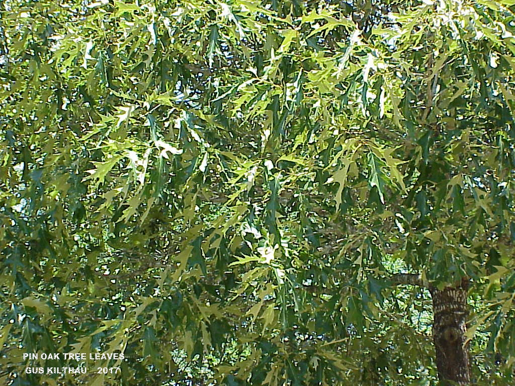 Pin Oak Leaves Pin Oak Leaves