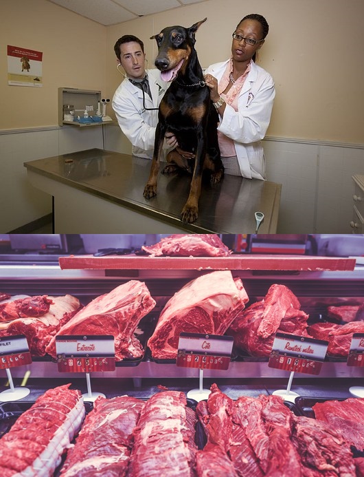 Butherr shop, veterinary clinic images Pixaby Butherr shop, veterinary clinic images Pixaby