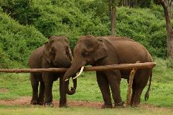 Love - Two elephants with trunks entwined