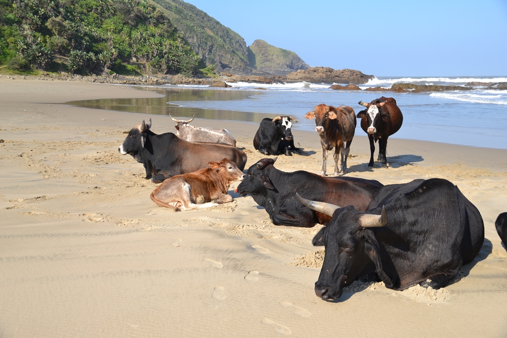Coffee Bay Cows a beaching Coffee Bay Cows a beaching