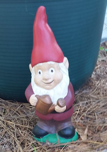 One of my garden gnomes.