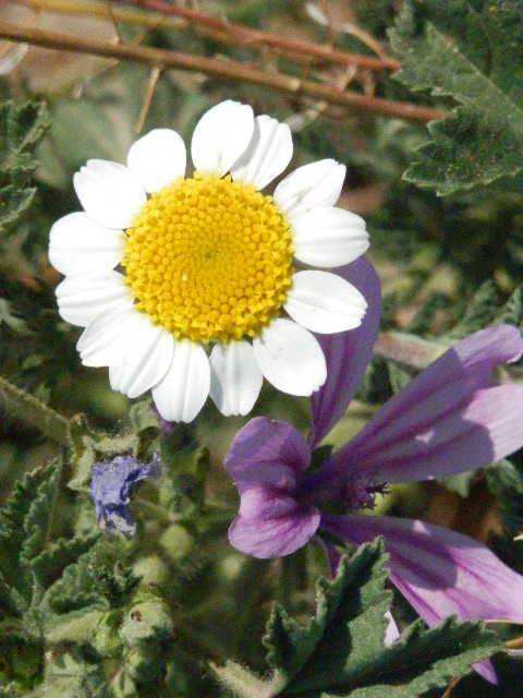 German Chamomile or Roman Chamomile Flower Blooms In May.