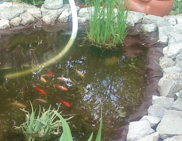 happy to be outside, goldfish, image @freelanzer happy to be outside, goldfish, image @freelanzer