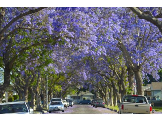 Photo of trees from OC Register on Google Images. Photo of trees from OC Register on Google Images.