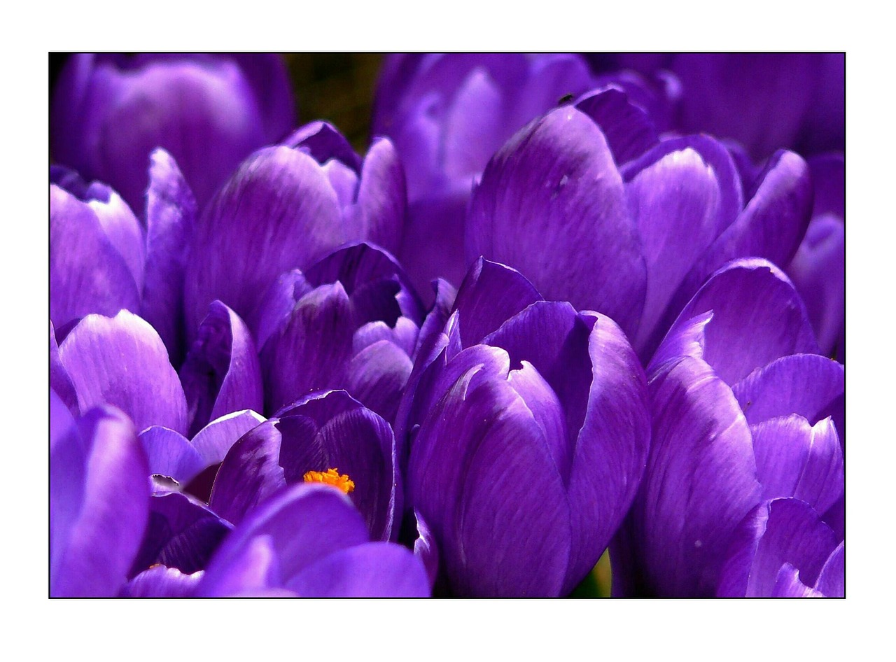 Pixabay crocus large