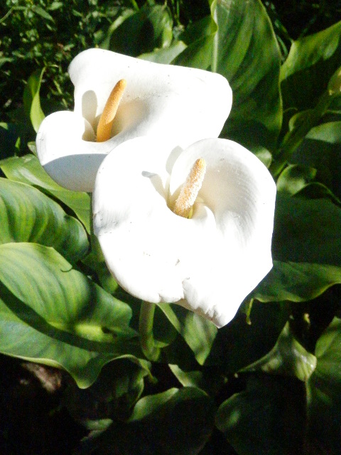 Calla Lily pure white flower growing strong.... Calla Lily pure white flower growing strong....