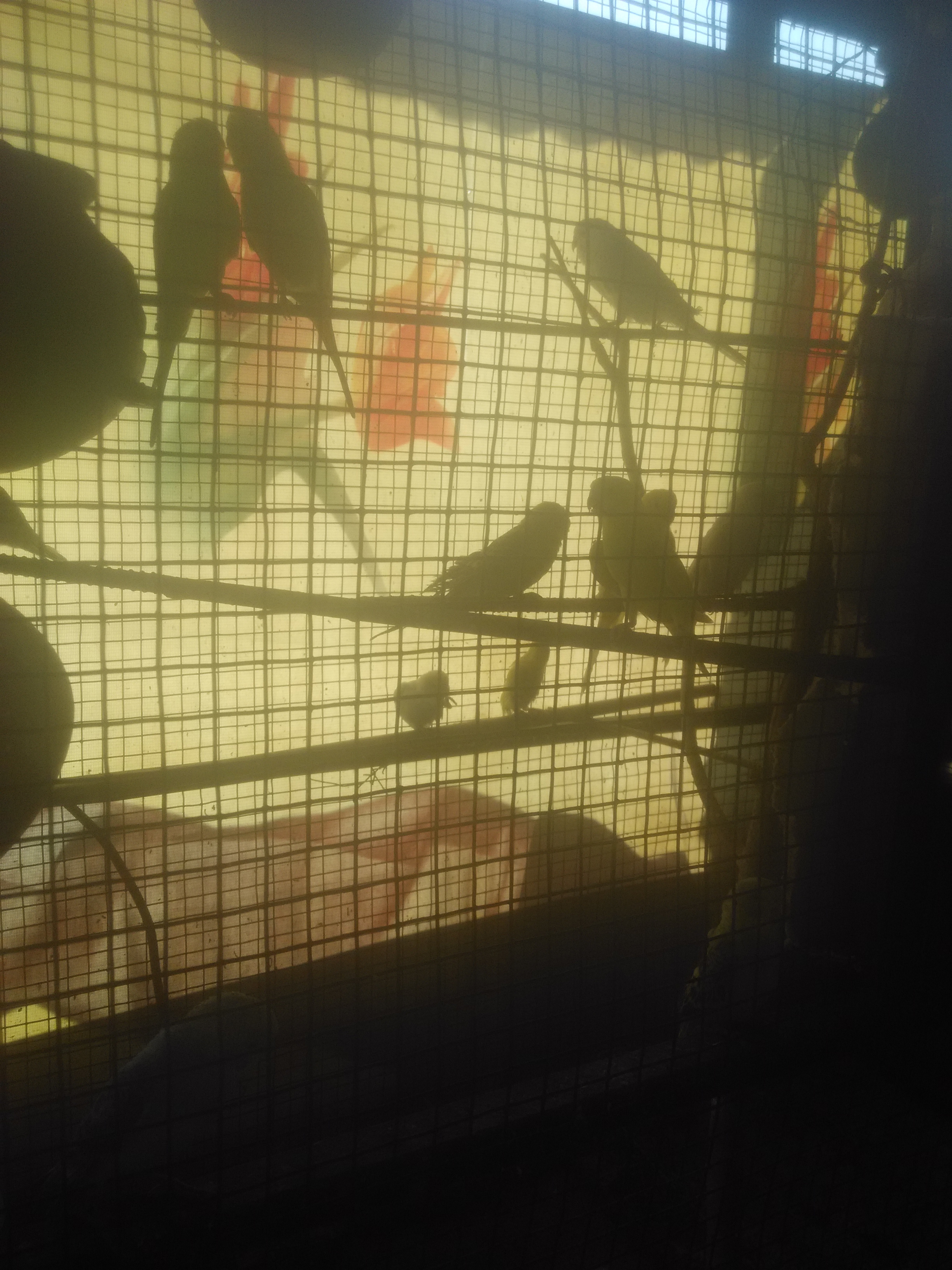 Lovebirds in cage.