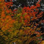 Autumn Leaves - Autumn Leaves