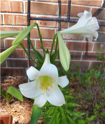 My Easter Lilies are blooming
