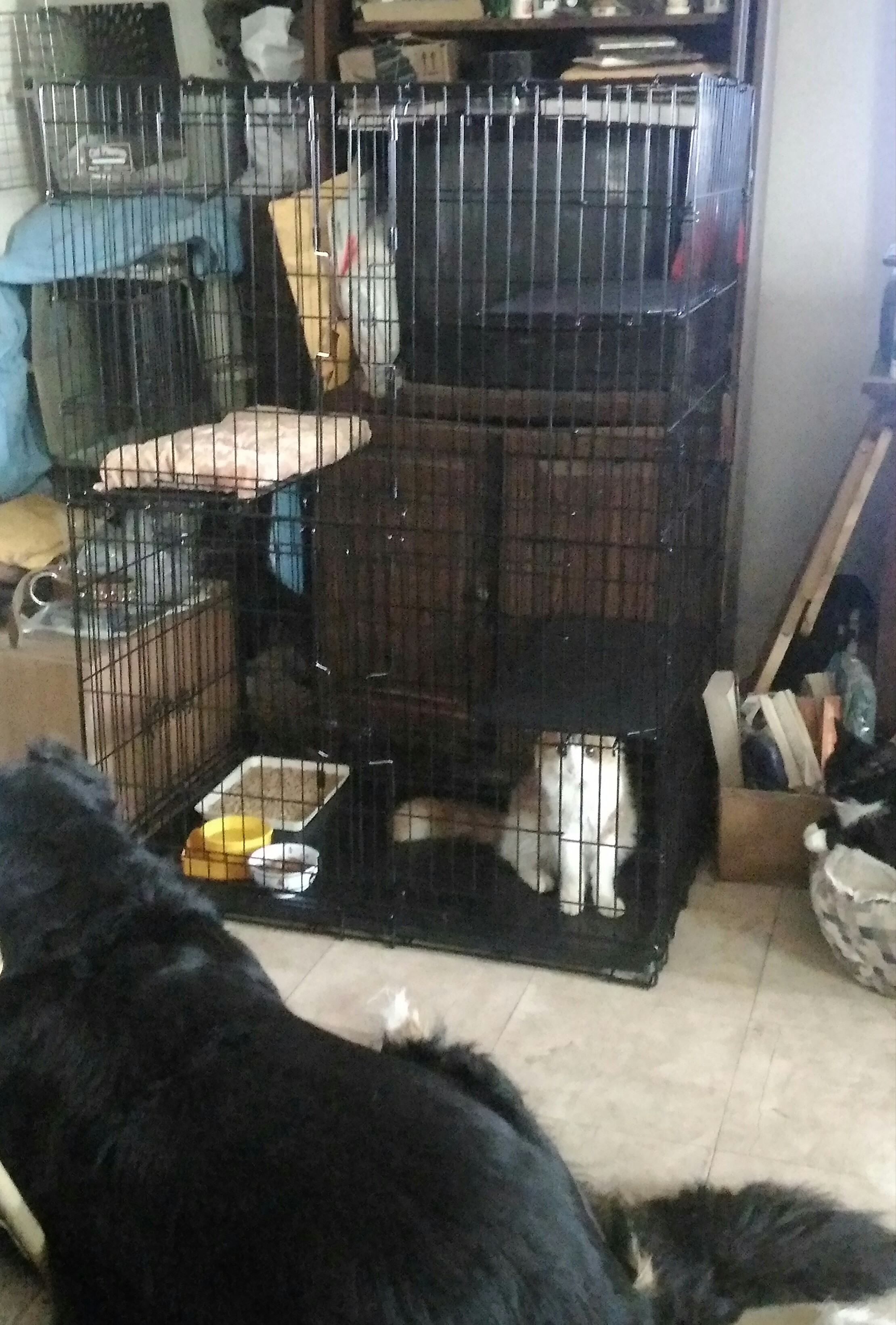 Charlie girls new cage