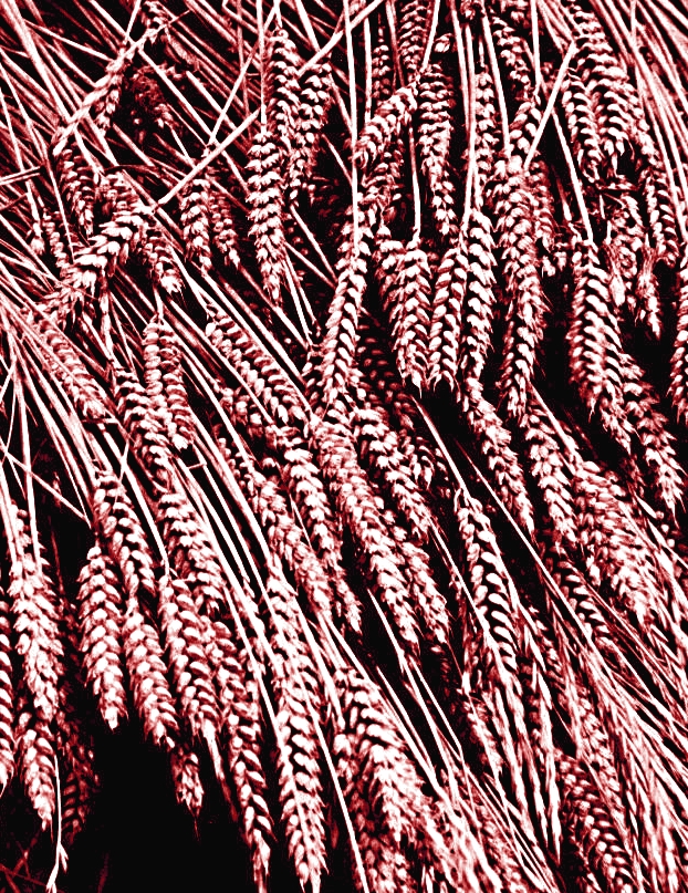 Grain Drying On the Farm - Gus Kilthau