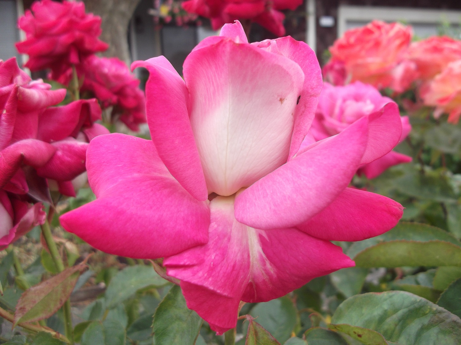 Photo taken on our morning walk 5-26-17 Photo taken on our morning walk 5-26-17