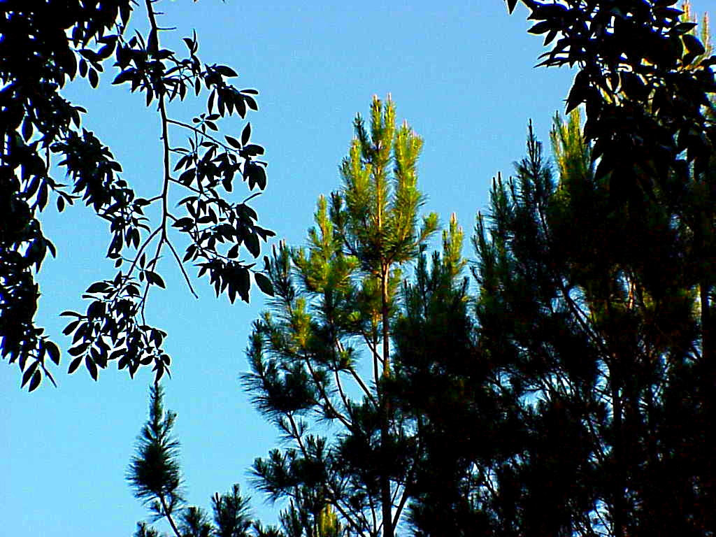 Pine Tree at Sundown - Gus Kilthau Pine Tree at Sundown - Gus Kilthau